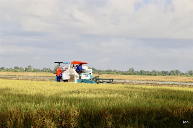 Khơi thông nguồn lực, tạo cú hích cho vựa lúa miền Tây (10/01/2025)